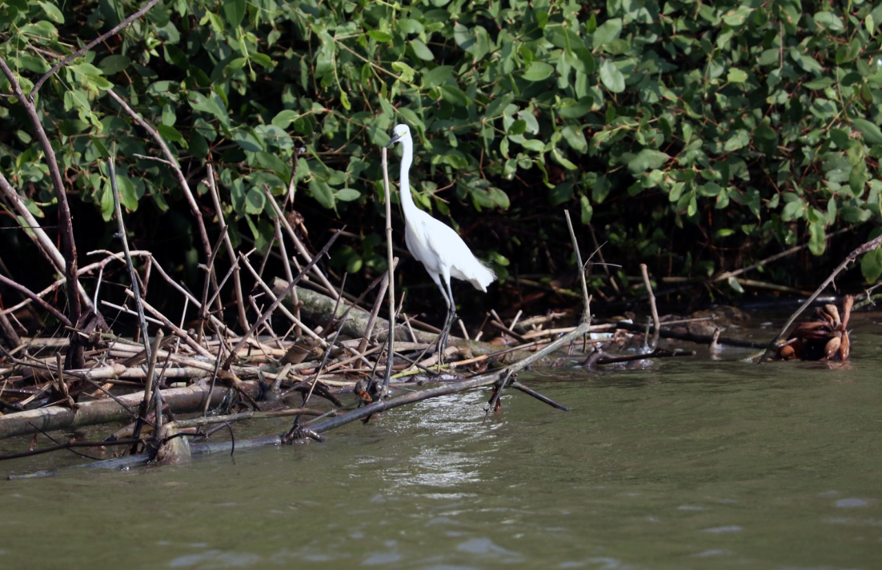 The conservation of mangroves through #BersihBerdayaBestari contributes to the sustainability of coastal ecosystems and empowers coastal communities.