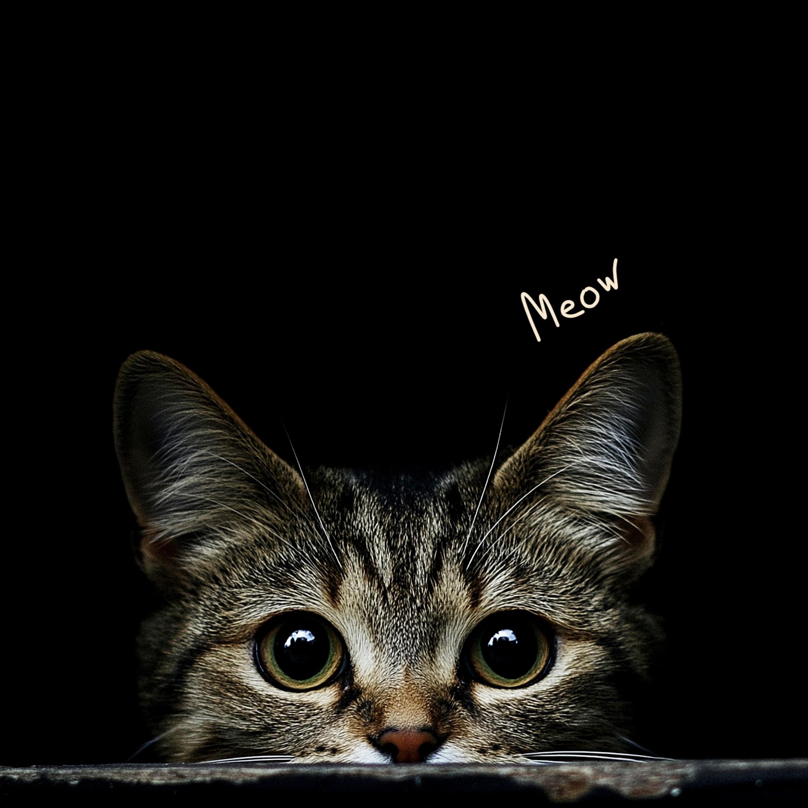 Download Peeking Tabby Cat Meow 5K iPhone