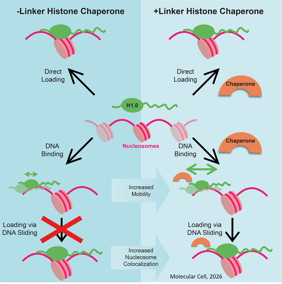 Visualizing genome targeting of linker histone’s
