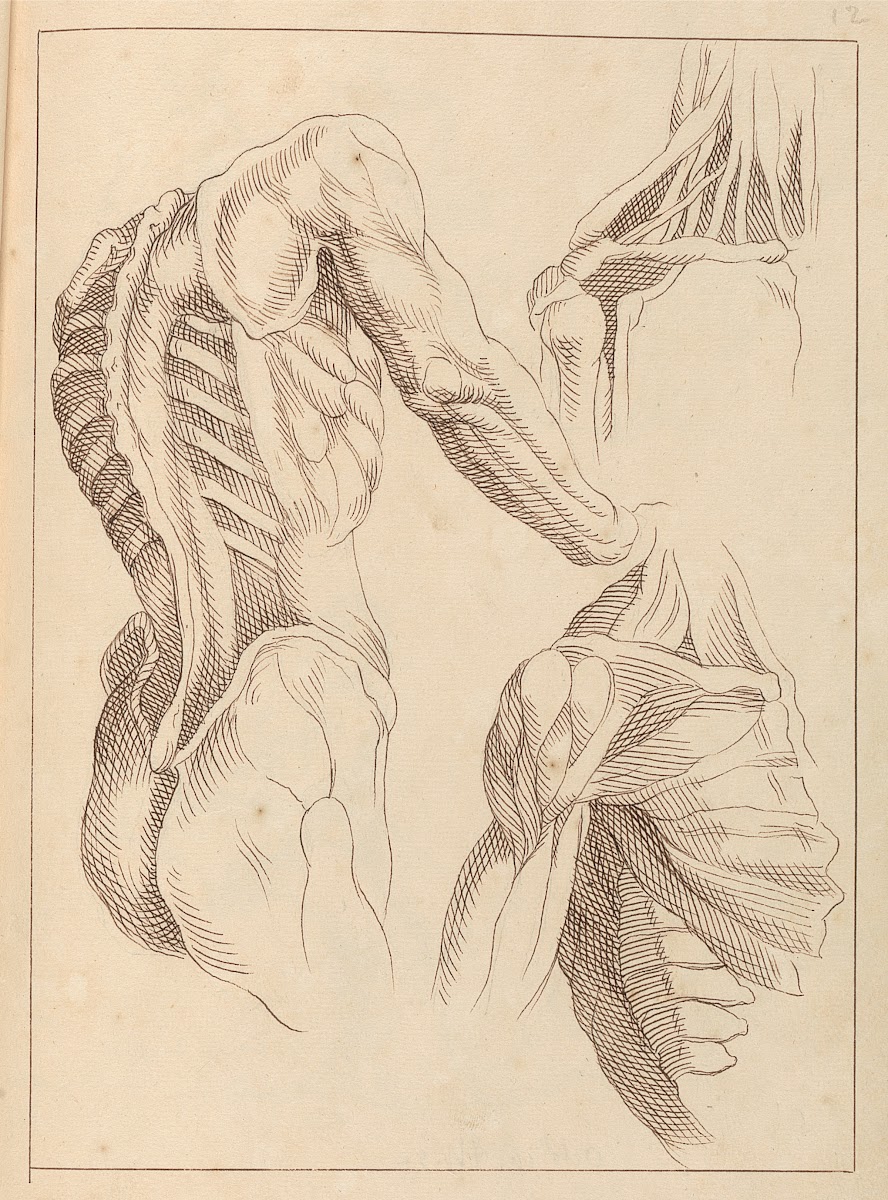 Various Anatomical Studies 1716