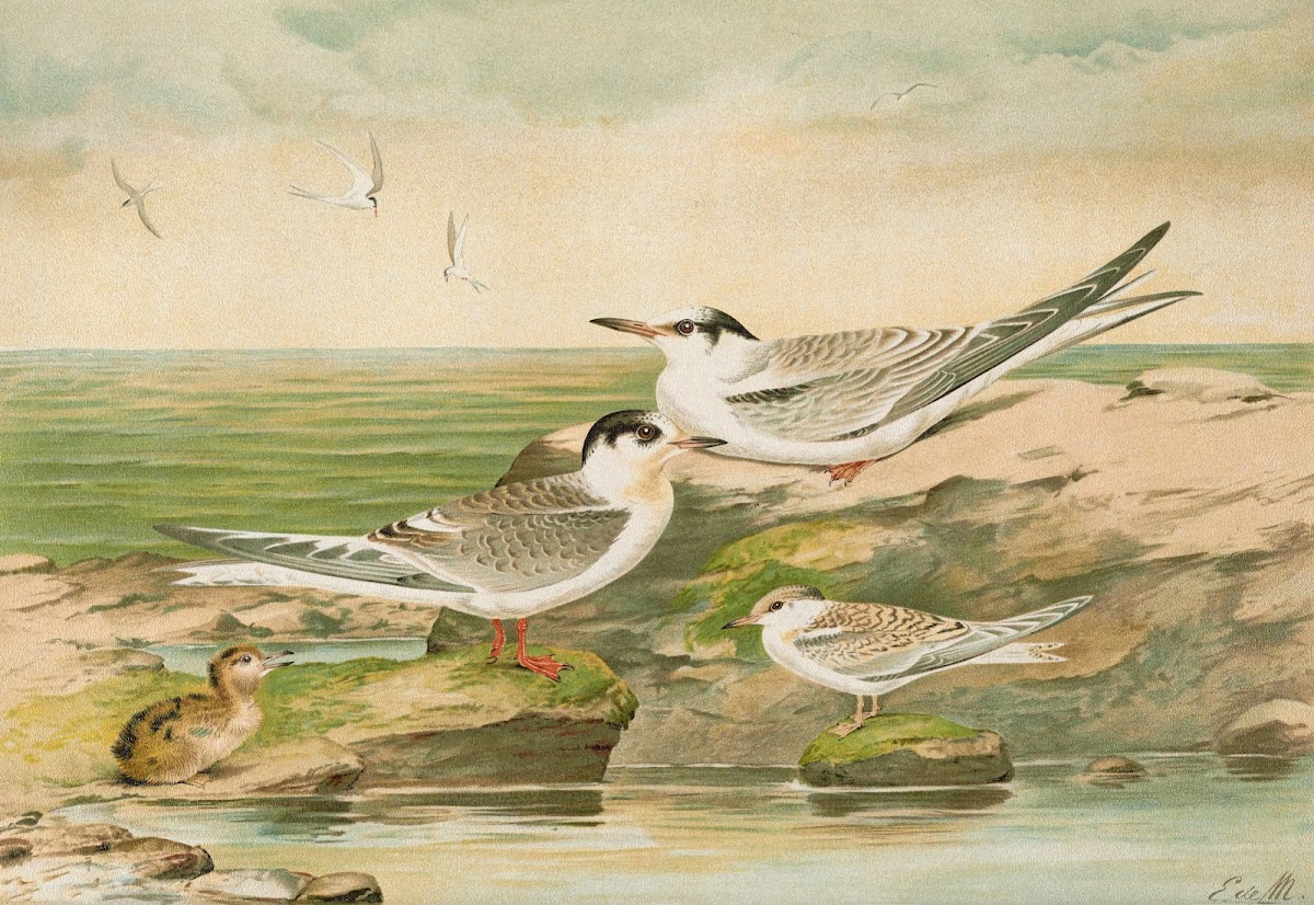 Sterna minuta Sterna macrura Sterna hirundo