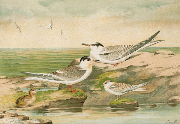 Sterna minuta Sterna macrura Sterna hirundo