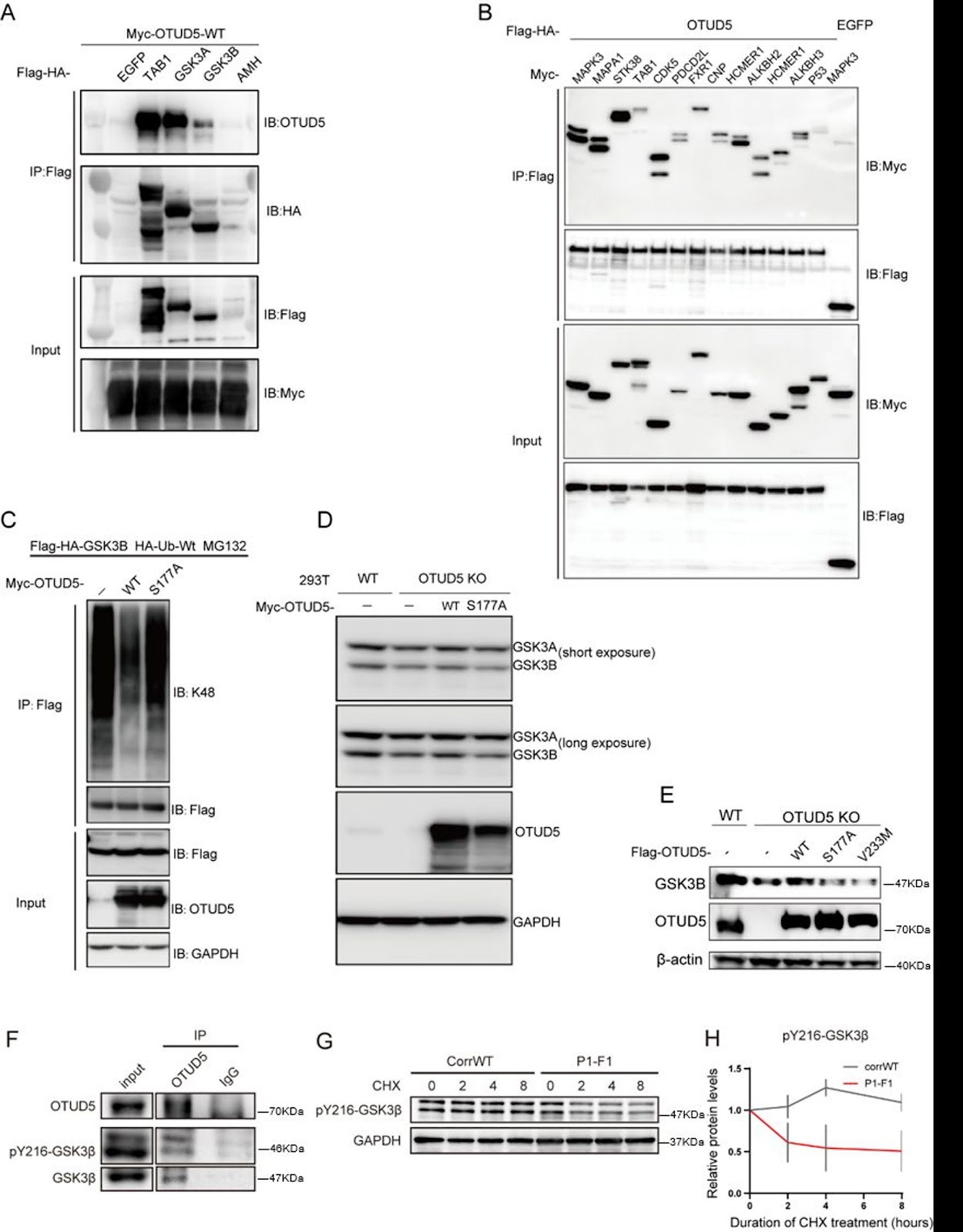 A novel OTUD5 variant disrupts neural progenitor cell homeostasis: mechanistic insights from HEK293T cell-based analyses
