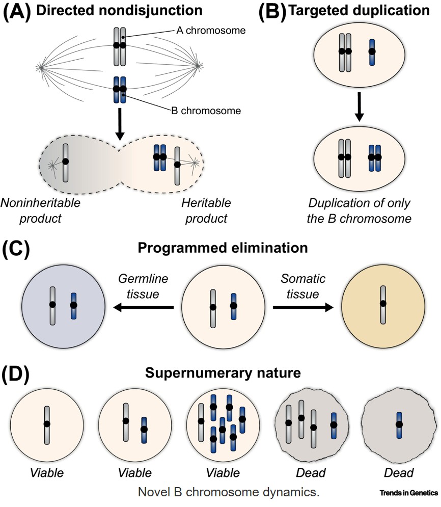 B chromosomes!