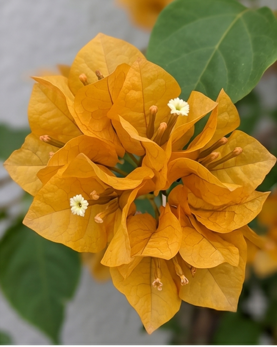 Imported Yellow Diamond Bougainvillea Plant — view 2