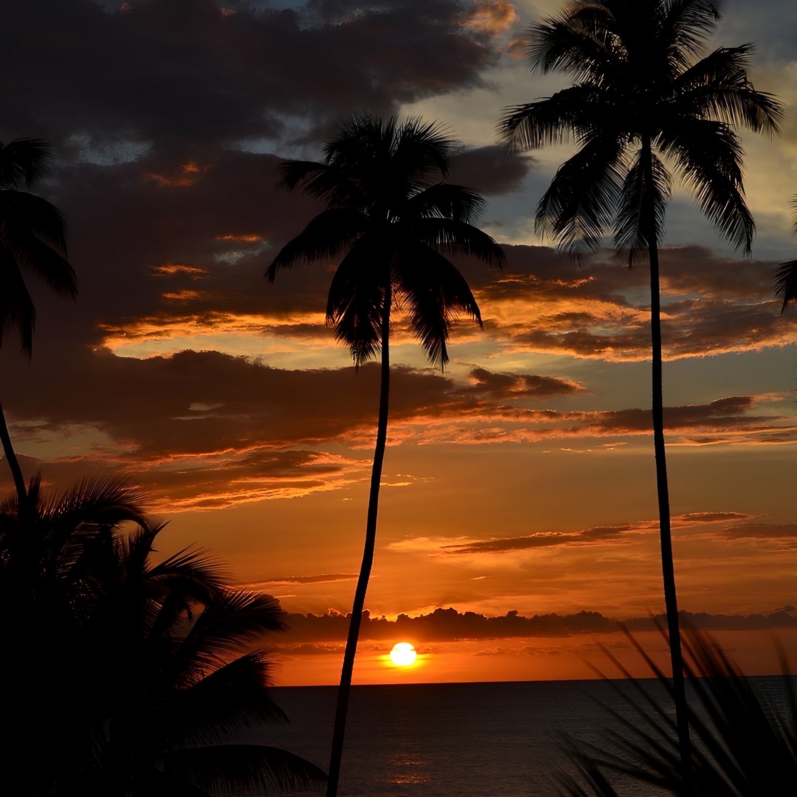 Download Palm Trees at Tropical Sunset Full HD iPhone