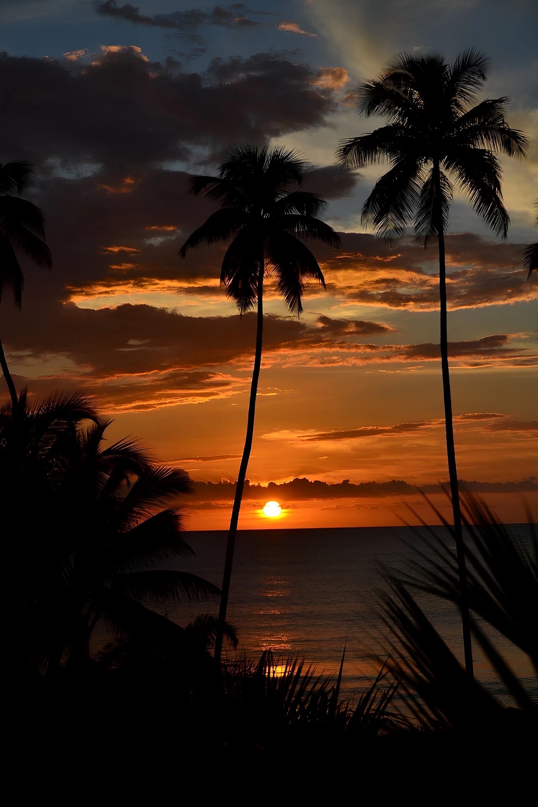Palm Trees at Tropical Sunset - Landscape Photography Full HD iPhone Wallpaper (1526x2288)