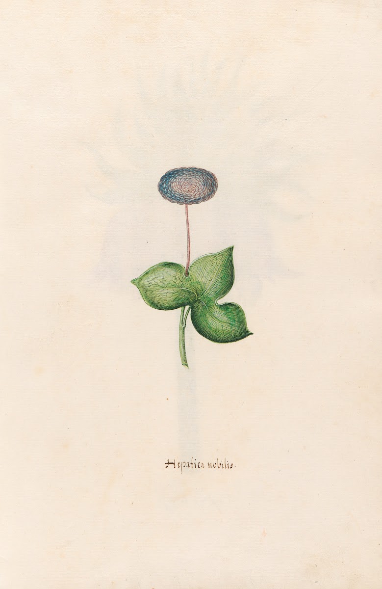 Hepatica nobilis 1692