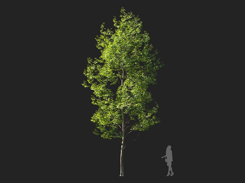 Maxtree - Plant Models Vol.114