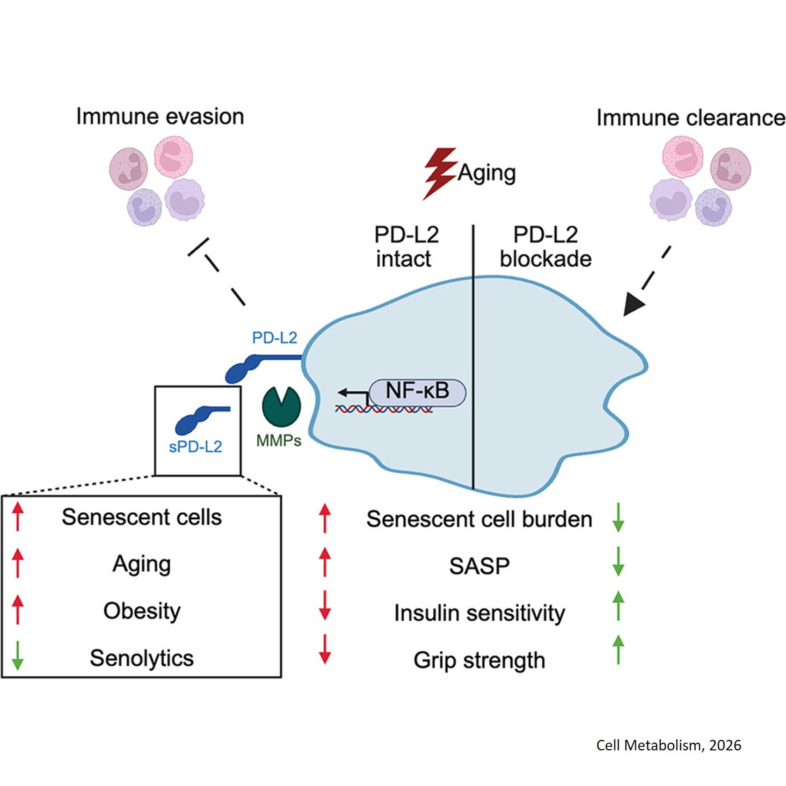 Blocking a protein may reduce buildup of harmful aging cells