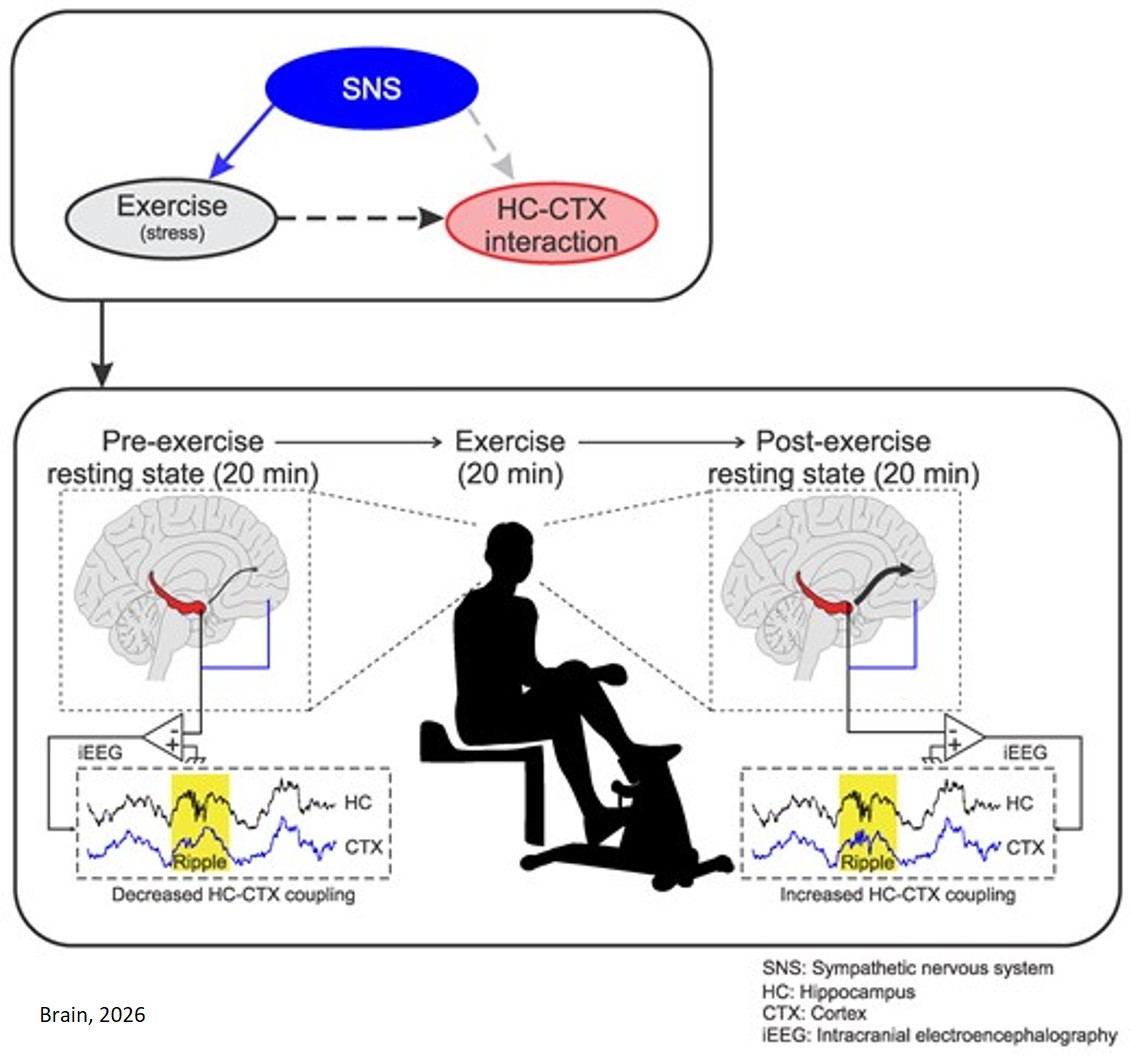 Exercise enhances hippocampal-cortical ripple interactions in the human brain