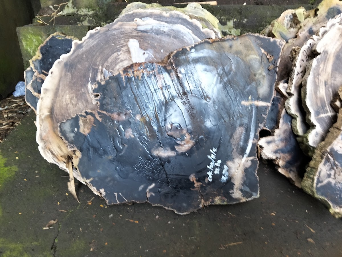 ROUND SLICE COFFEE TABLE — SKU CFTPN.109 | Petrified Wood by PJ Antique Bali