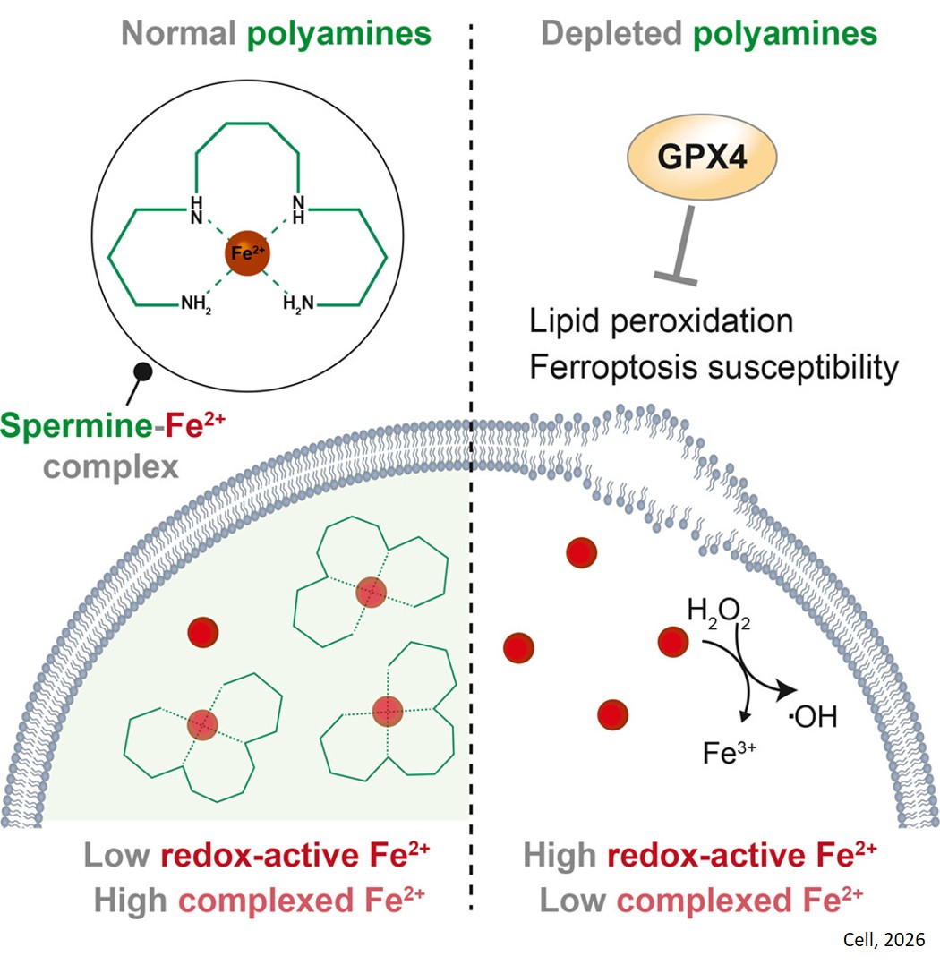 Protecting cells from iron overload