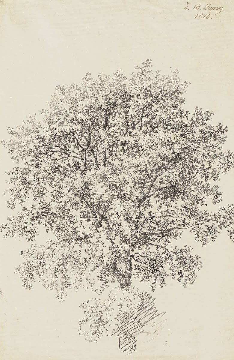 Laubbaum 1815