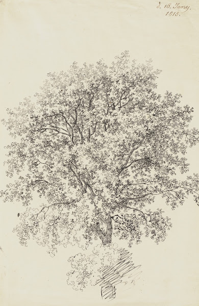 Laubbaum 1815