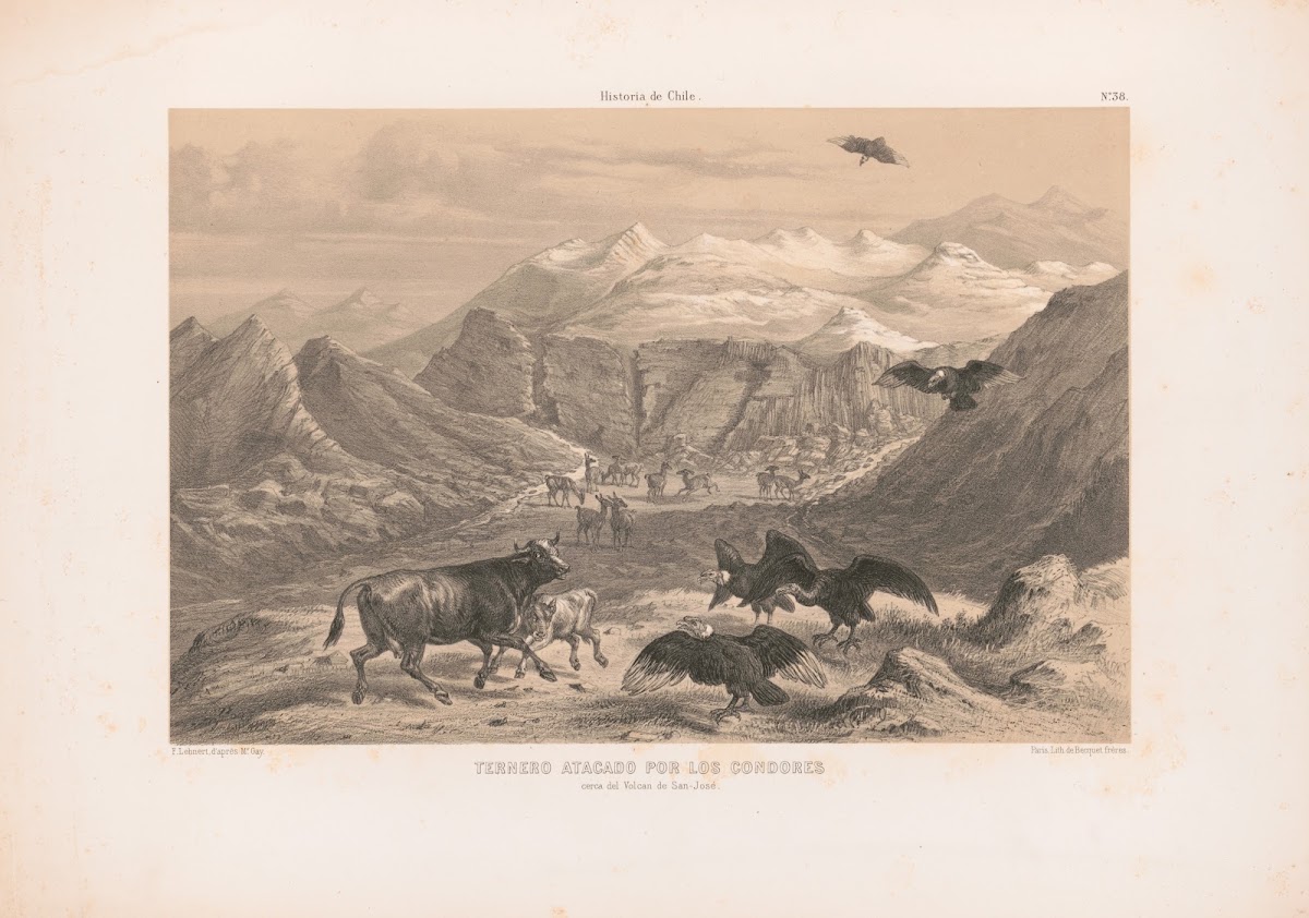 Ternero atacado por los condores cerca del volcan de San José 1844 1860