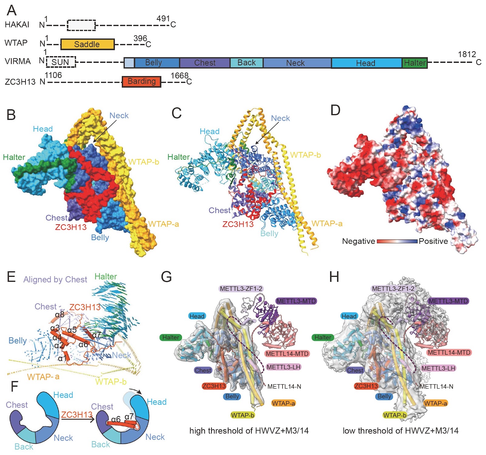 Structures and mechanisms of the RNA m6A writer