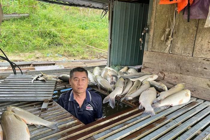 Hàng tấn cá chết nổi trắng tại các lồng, bè nuôi trên sông Lam - Báo Người Lao Động