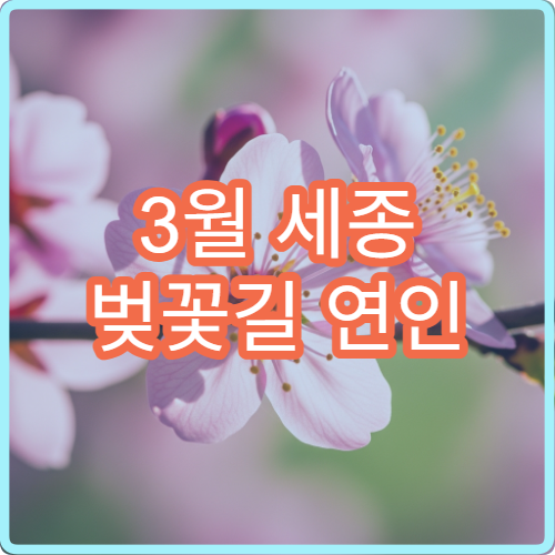 3월 세종 벚꽃길 연인 손잡고 평지 산책 구간 정리