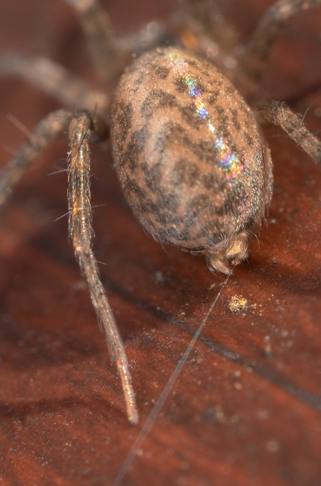 Tegenaria domestica