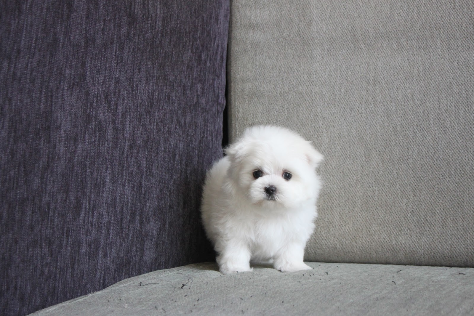 12/9出生 高端優質迷你瑪爾濟斯弟弟