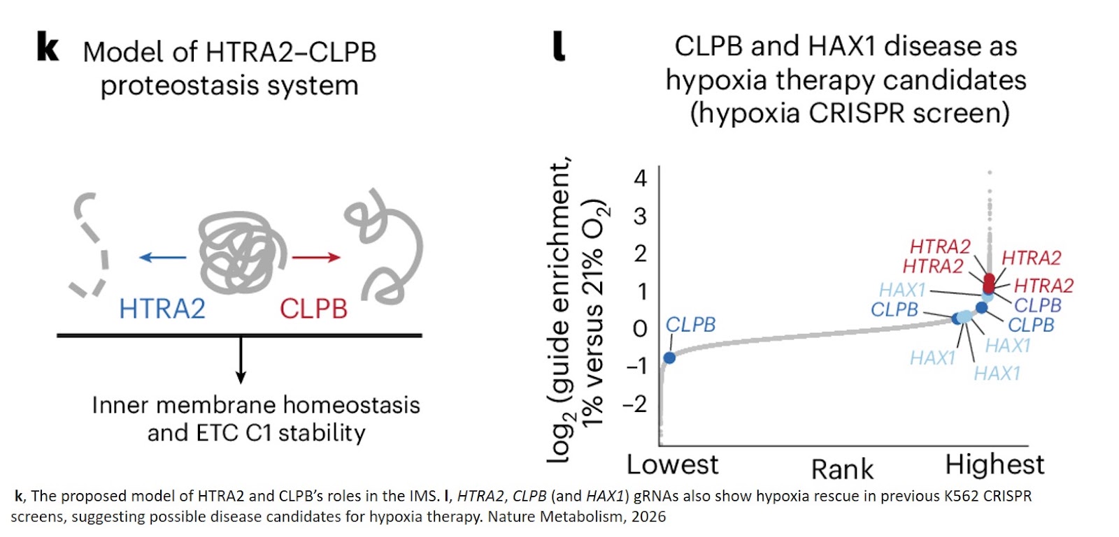 Hypoxia rescues complex 1-associated disease caused by proteostatic defects