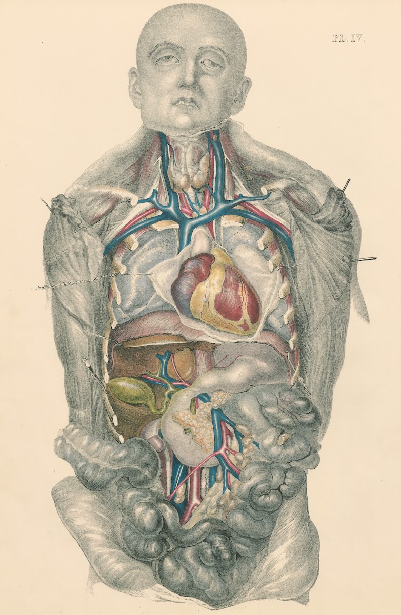 Medical anatomy or Illustrations of the relative position and movements of the i