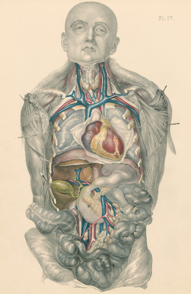 Medical anatomy or Illustrations of the relative position and movements of the i