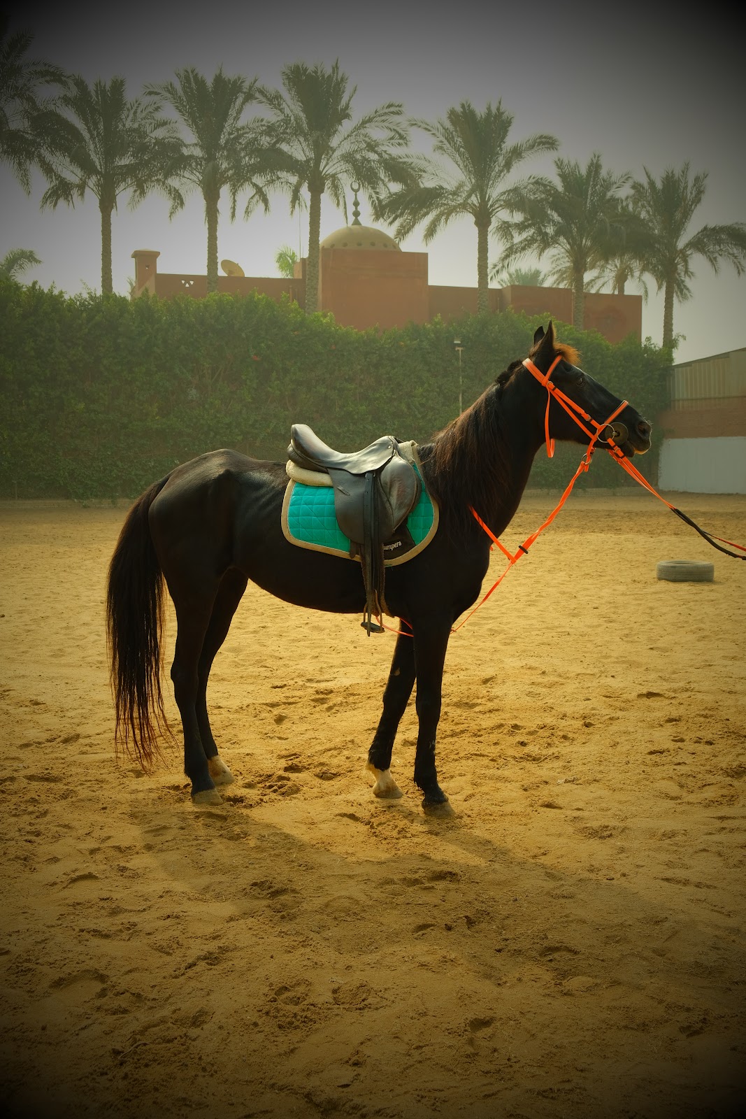 Samara - Horse available for riding at Beit Zeina in Saqqara, Egypt. Behold this elegant Midnight Black horse, whose sleek coat and flowing mane crea