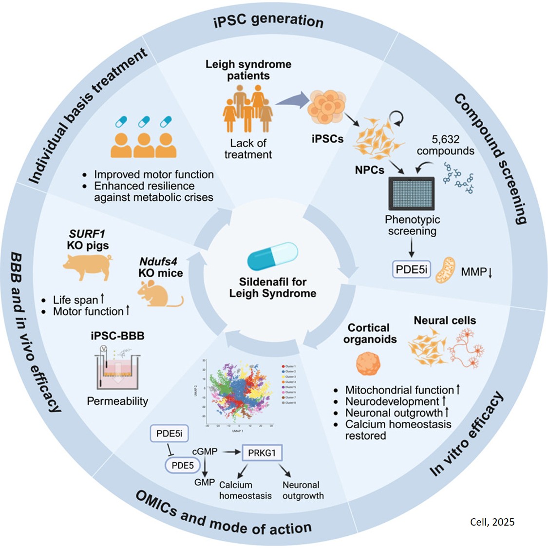 Pluripotent stem-cell-based screening uncovers sildenafil as a mitochondrial disease therapy