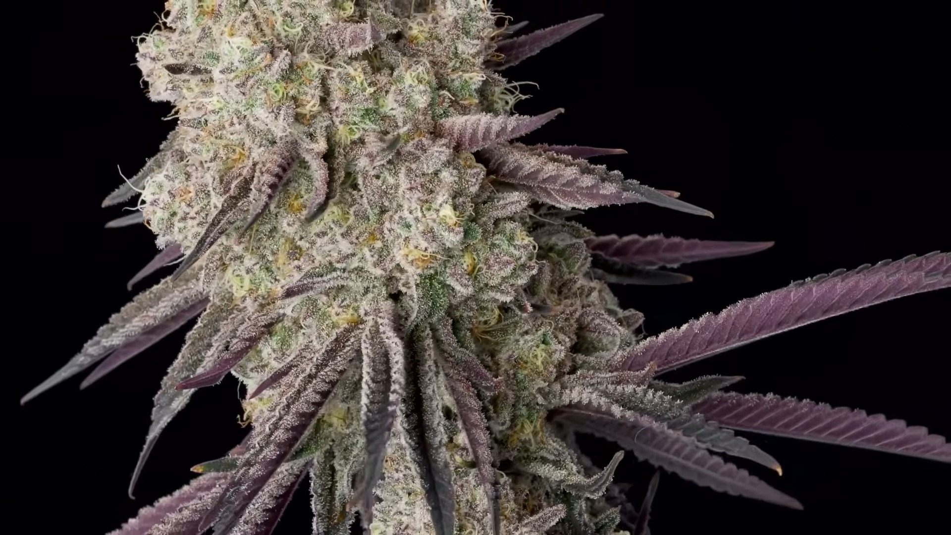 Emoji bud spin shot showing purple and green trichome-covered flower