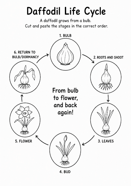 Daffodil Life Cycle Worksheet