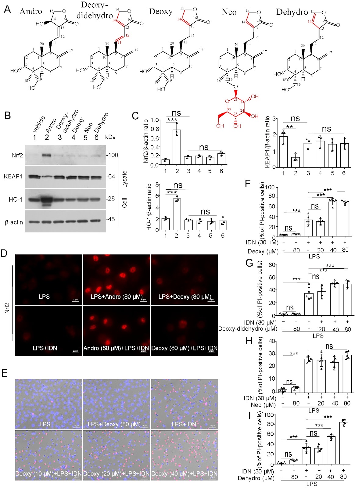 Andrographolide prevents necroptosis by suppressing the generation of reactive oxygen species