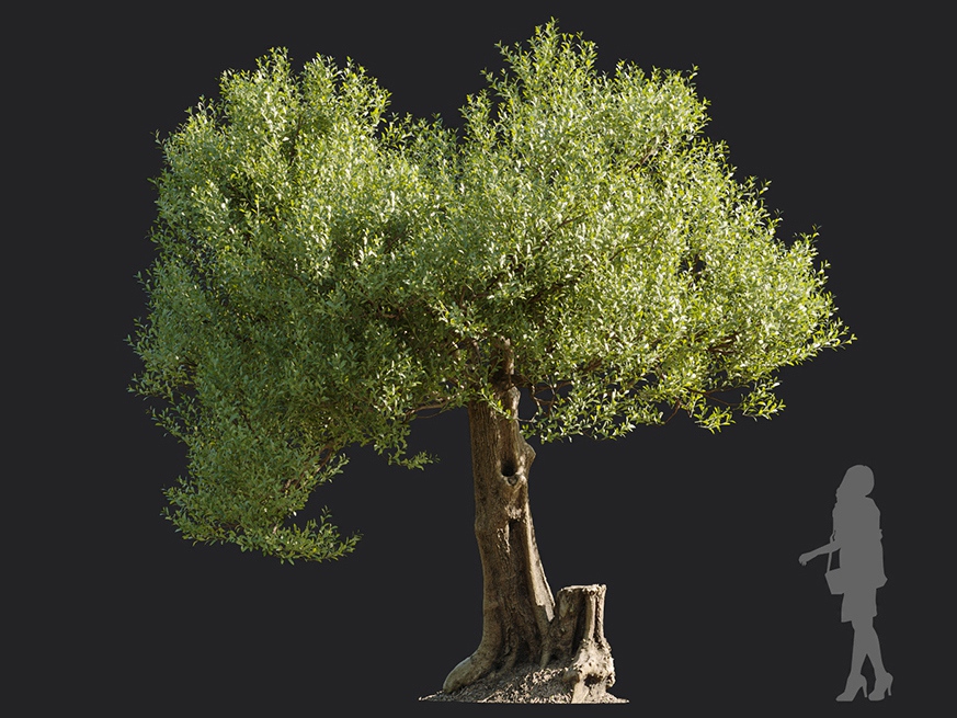 Maxtree - Plant Models Vol.113