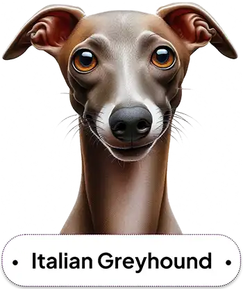 Italian Greyhound