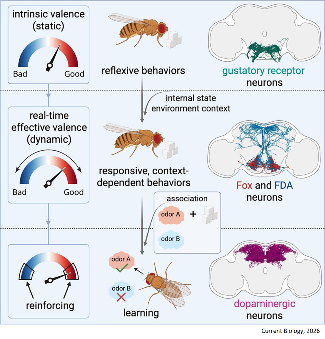 Neural circuit that determines food reward
