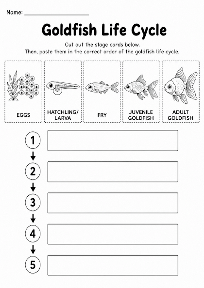 Goldfish Life Cycle Worksheet