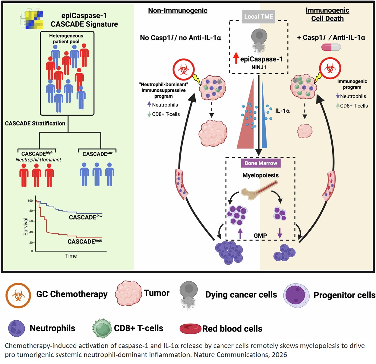 Chemotherapy-induced activation of caspase-1 and IL-1α release by cancer cells remotely skews myelopoiesis to drive pro tumorigenic systemic neutrophil-dominant inflammation