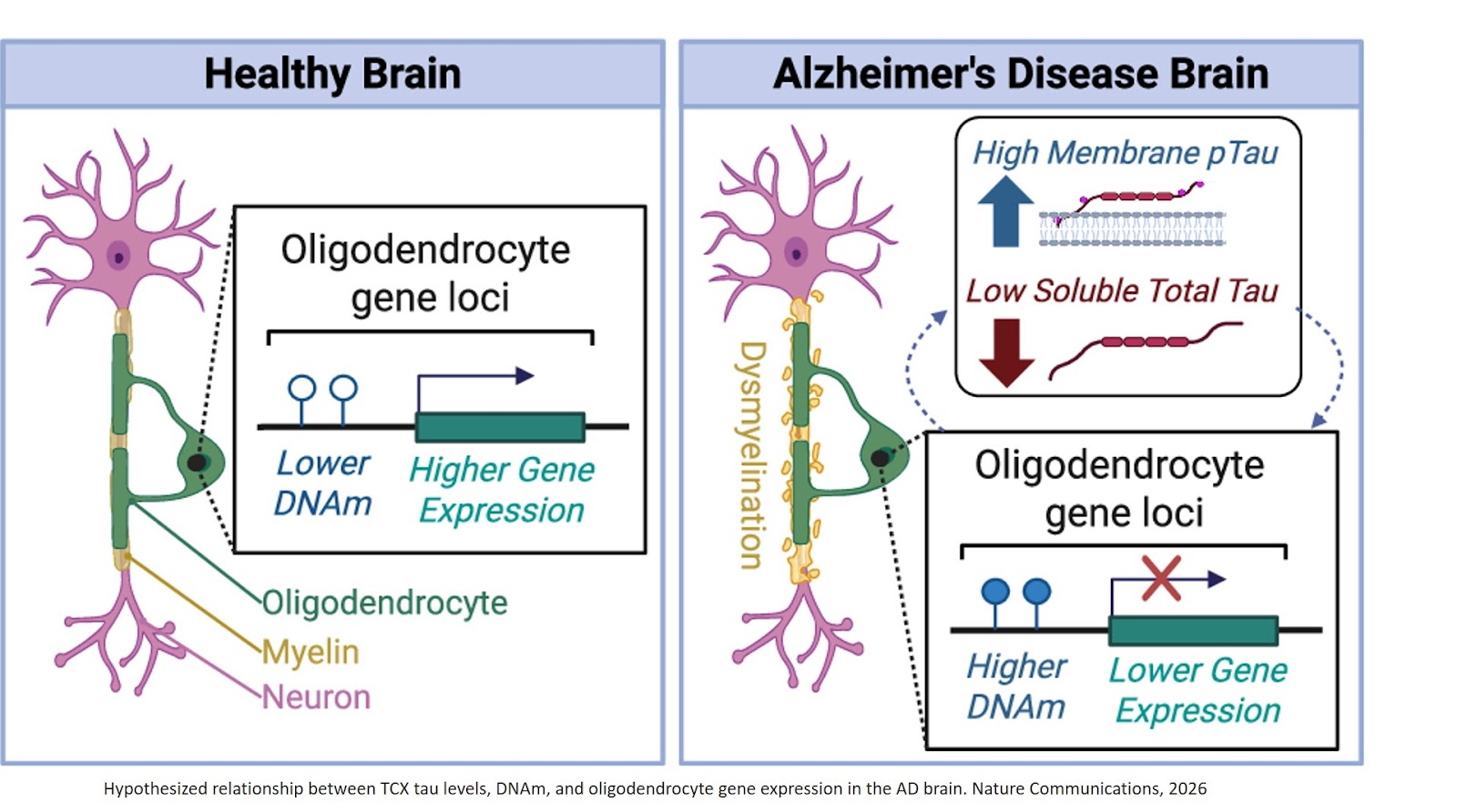 Integrative epigenomic landscape of Alzheimer’s Disease brains reveals oligodendrocyte molecular perturbations associated with tau