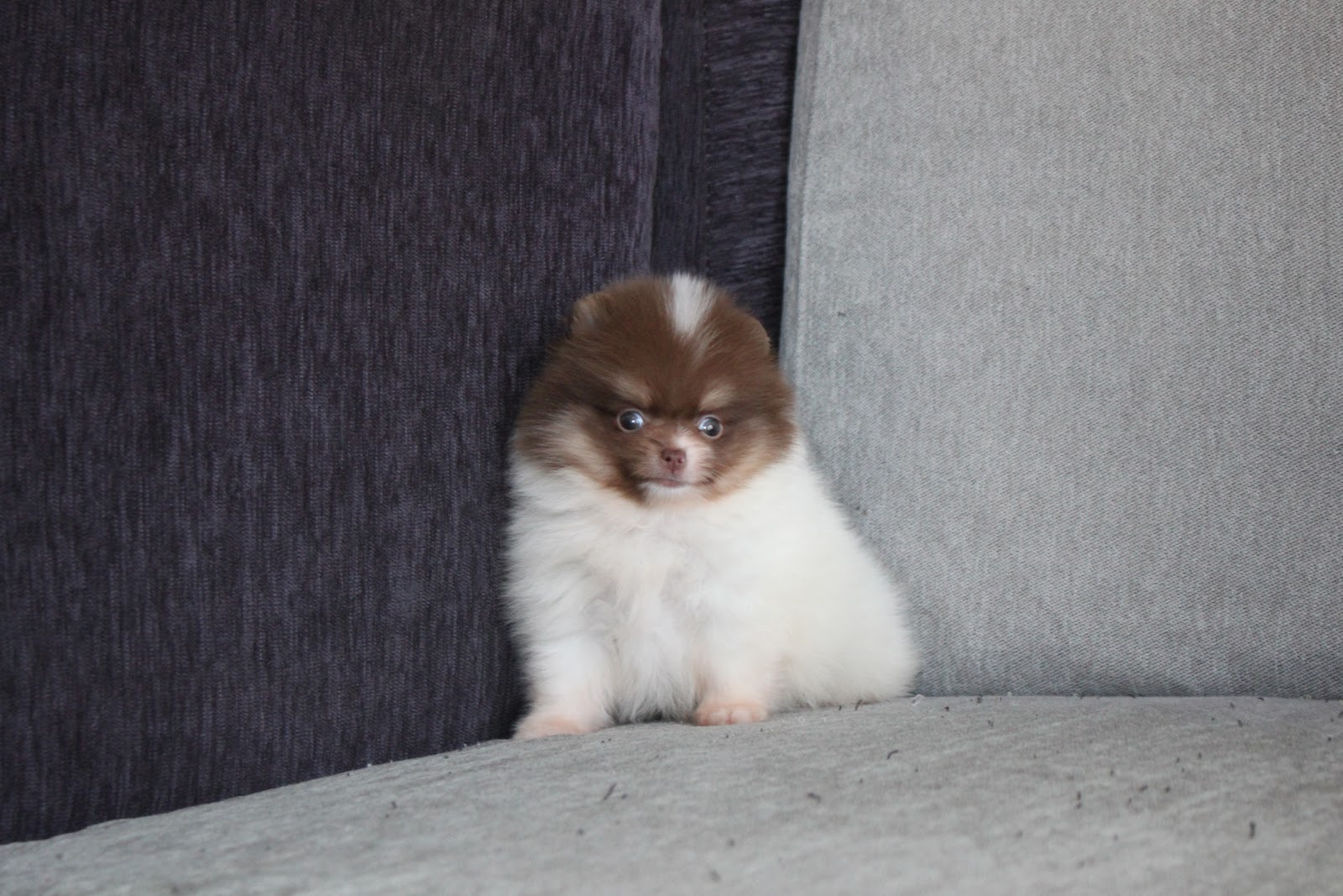 1/10出生 高端優質迷你松鼠博美巧克力白花弟弟