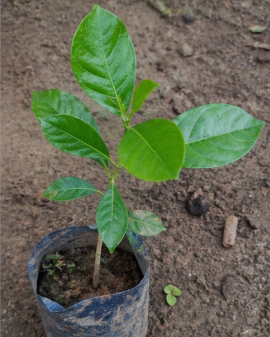 Gondhoraj Lemon Plant — view 4