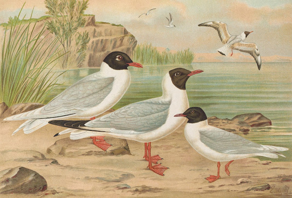 Larus minutus Pall Larus ridibundus Larus melanocephalus Natt Larus minutus Pall