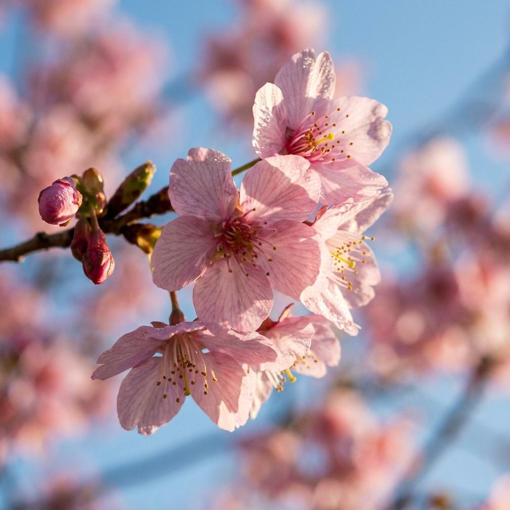 2026 강릉 경포호 벚꽃 가이드: 개화시기, 명소 & 주차