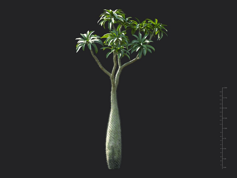Maxtree - Plant Models Vol.130