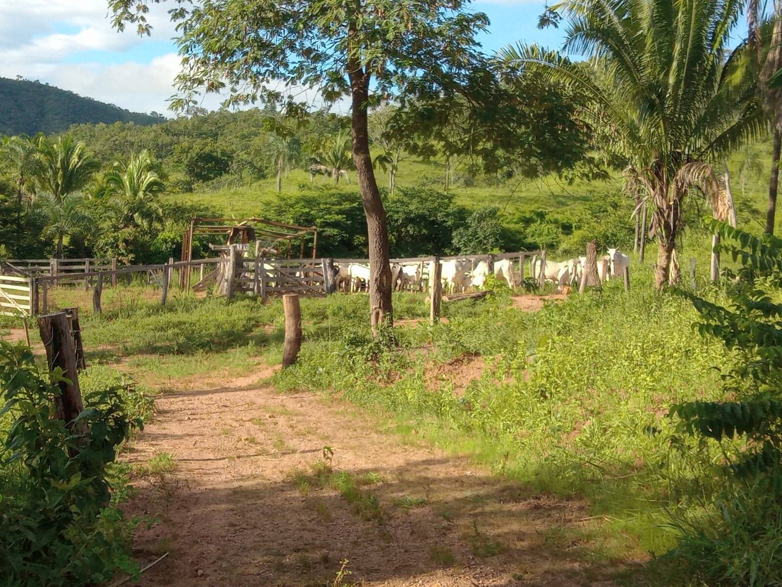 Fazenda em Planaltina - DF 5