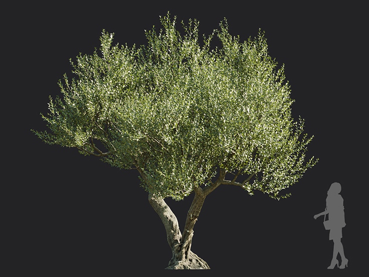 Maxtree - Plant Models Vol.113