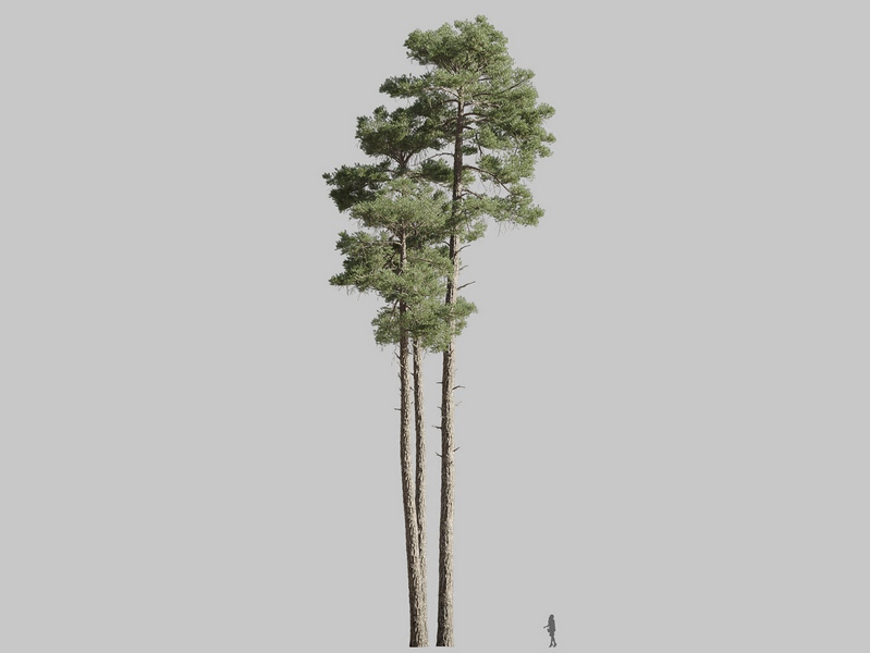 Maxtree - Plant Models Vol.126