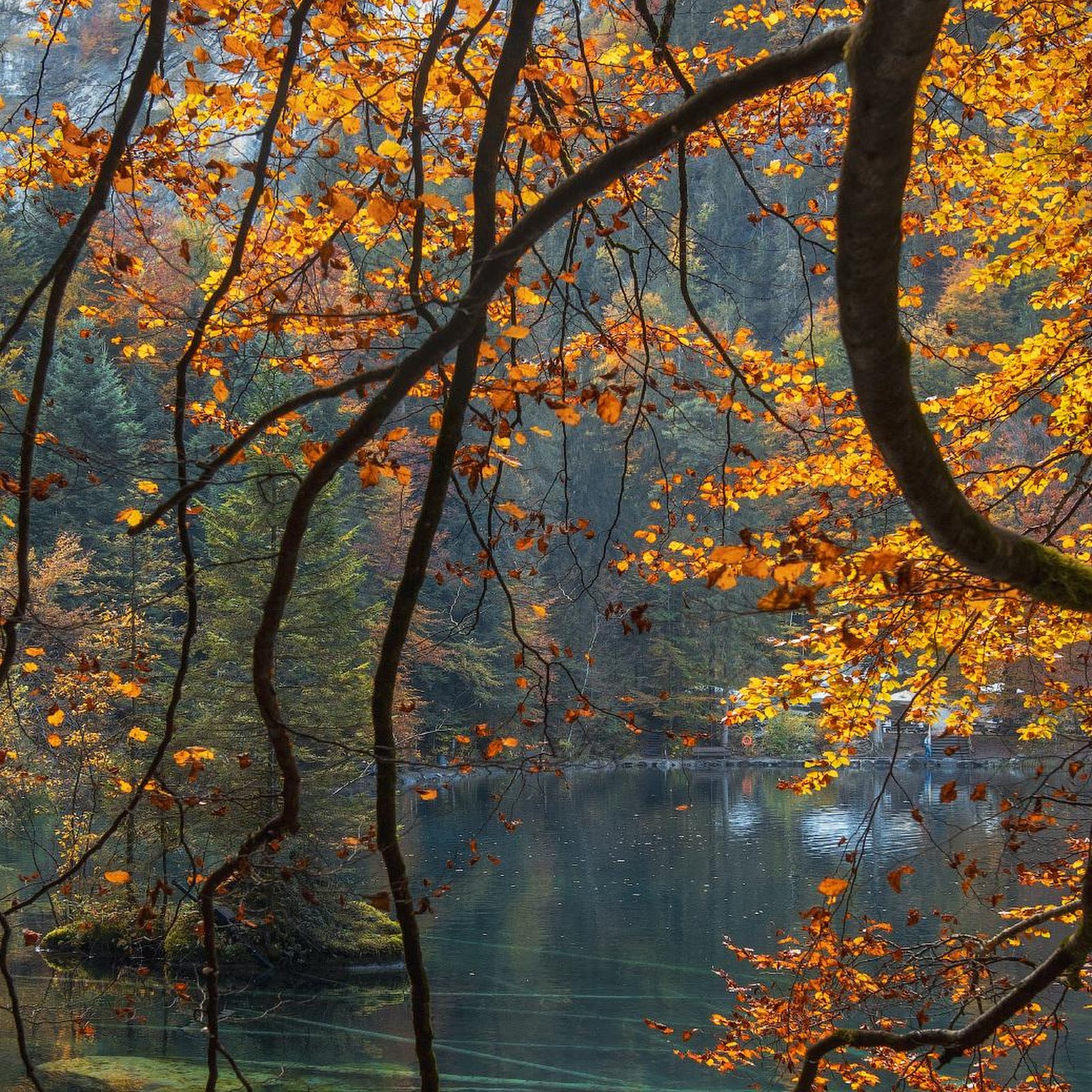 Download Golden Branches Above Clear Stream iPhone