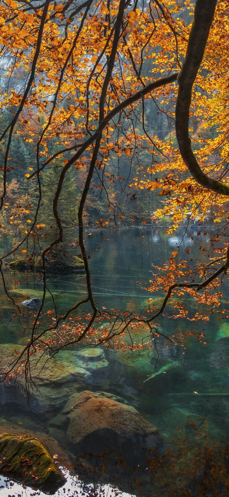 Golden Branches Above Clear Stream - Nature Photography iPhone Wallpaper (1038x2248)