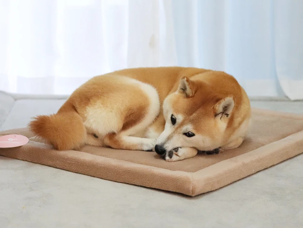 Shiba Inu resting its head and dozing on a beige Momomi pet mat